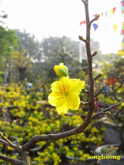 Huế vào Xuân
